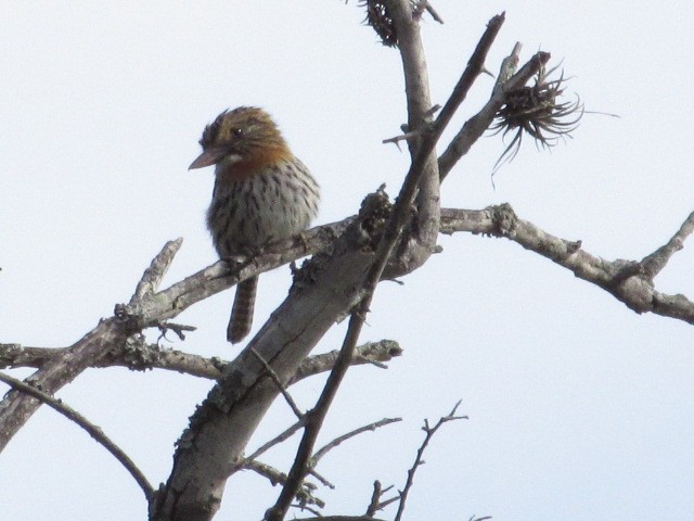 Spot-backed Puffbird - ML618738531