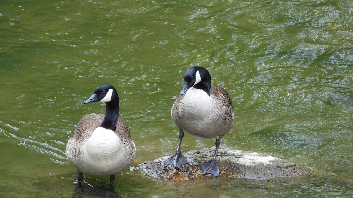 Canada Goose - ML618738559