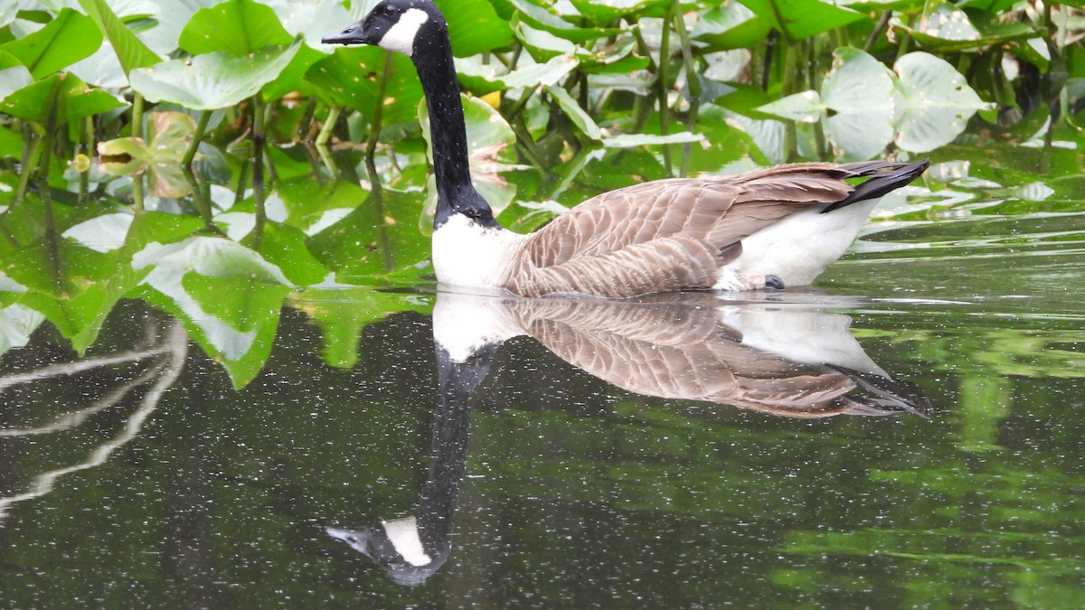 Canada Goose - ML618738560