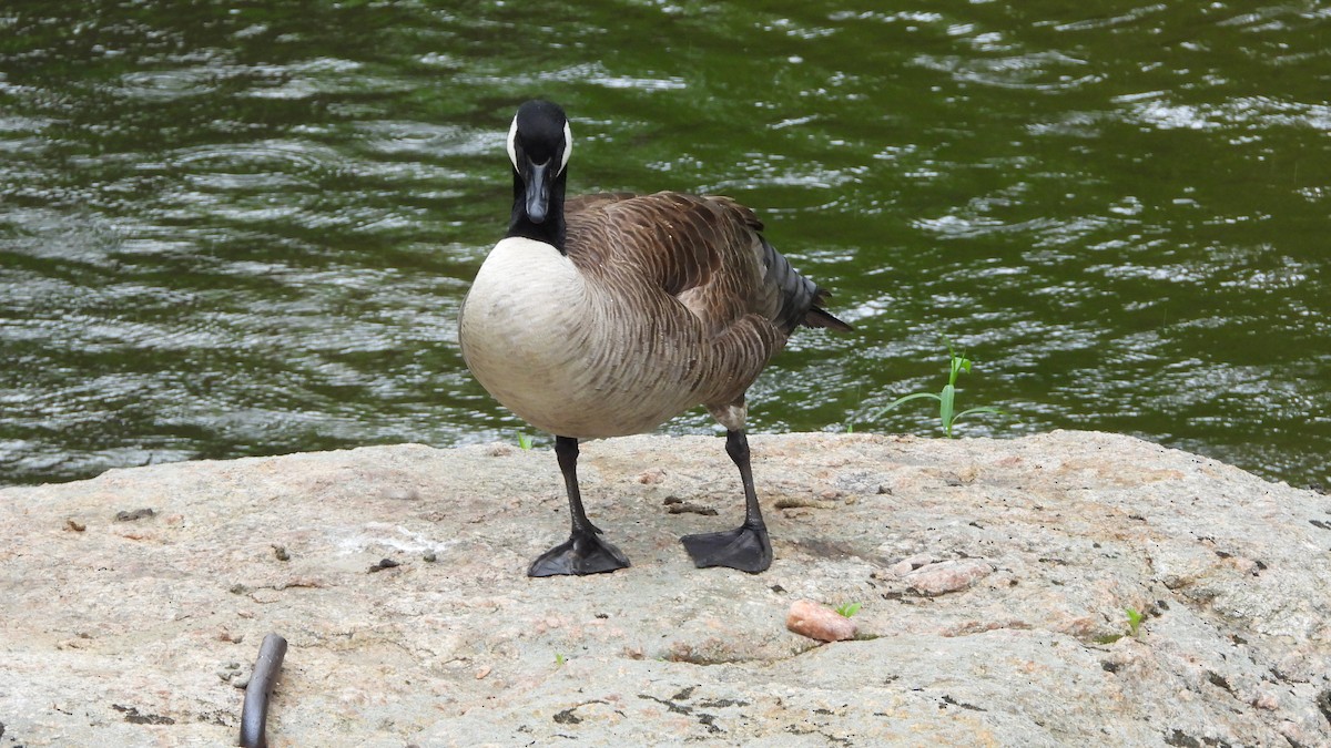 Canada Goose - ML618738561