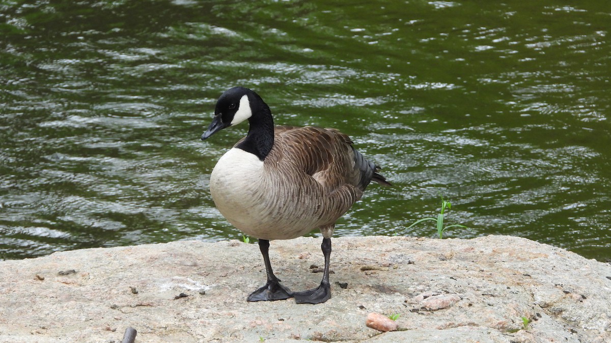 Canada Goose - ML618738562