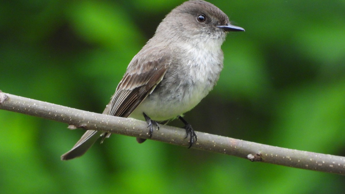 Eastern Phoebe - ML618738587