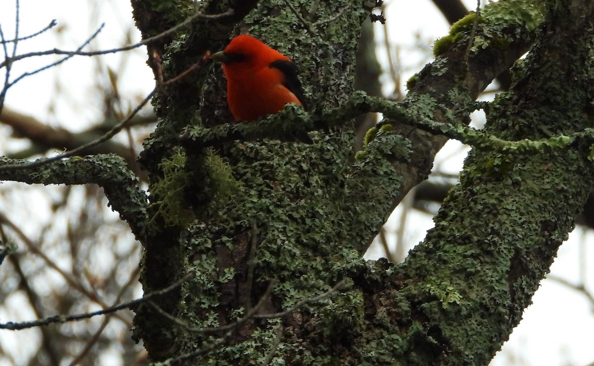Scarlet Tanager - ML618738604