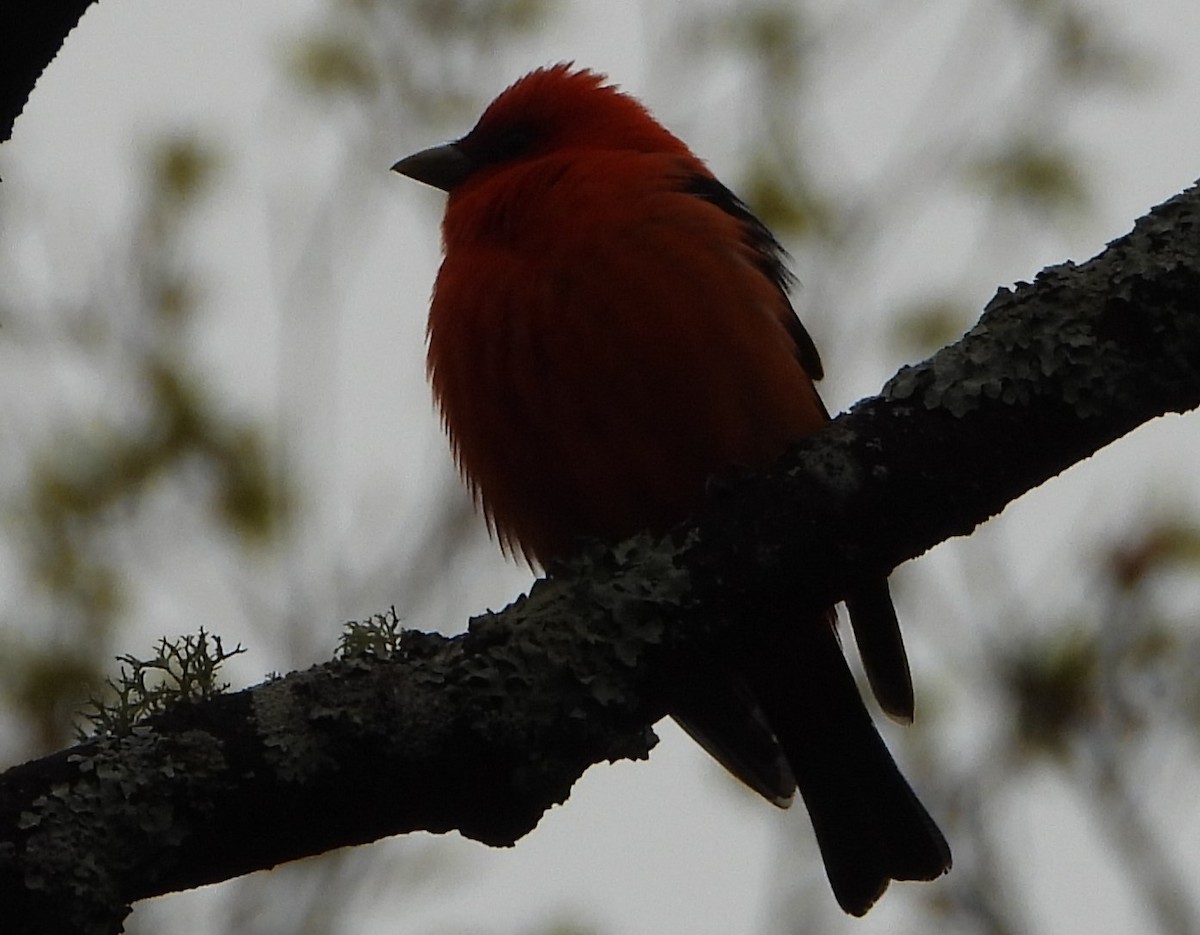 Scarlet Tanager - ML618738605