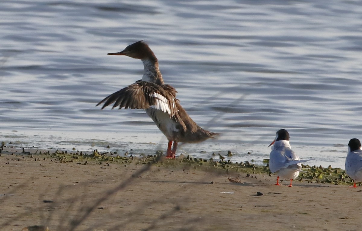 Red-breasted Merganser - Eric Yeich