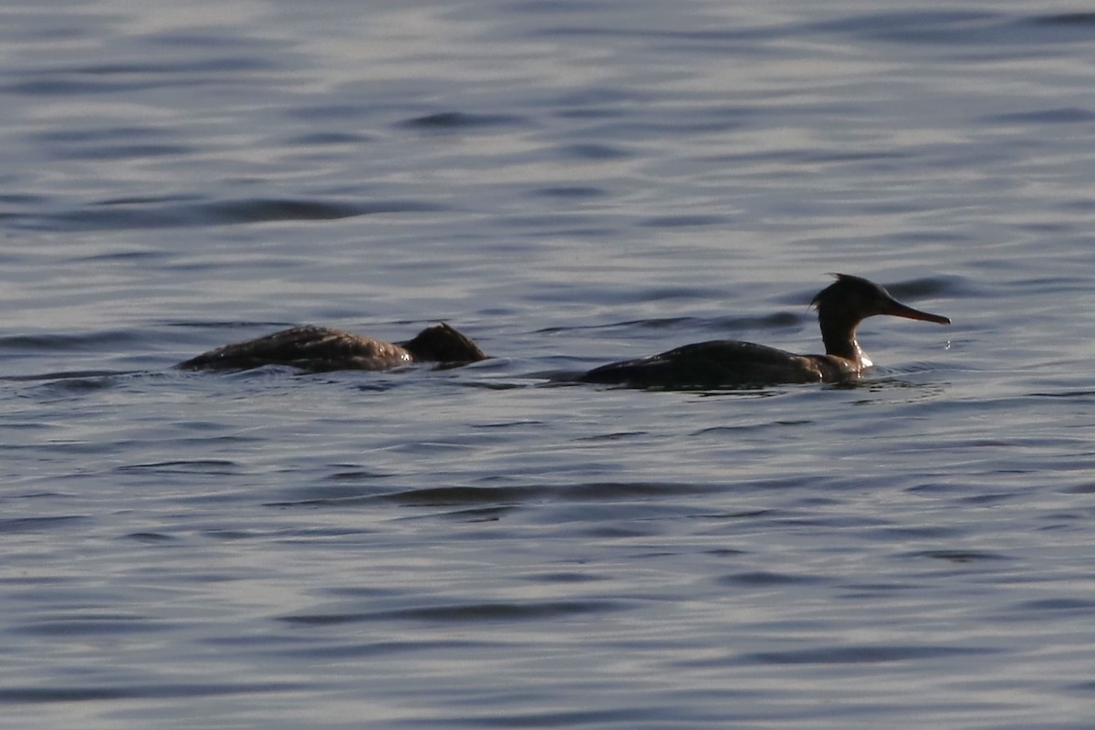 Red-breasted Merganser - Eric Yeich