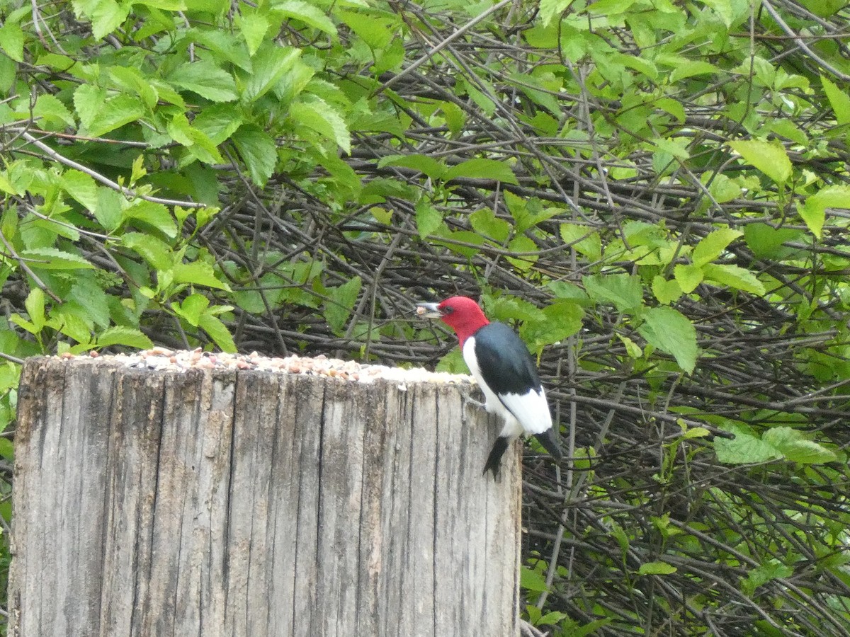 Red-headed Woodpecker - Jonathan Krohn