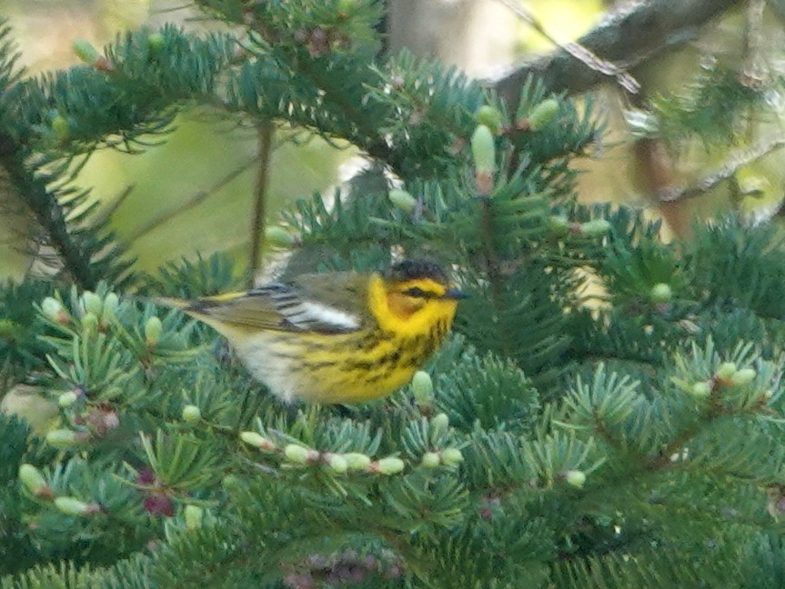 Cape May Warbler - Peter Blancher