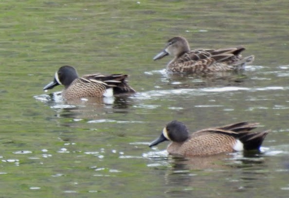 Blue-winged Teal - patricia kuzma sell