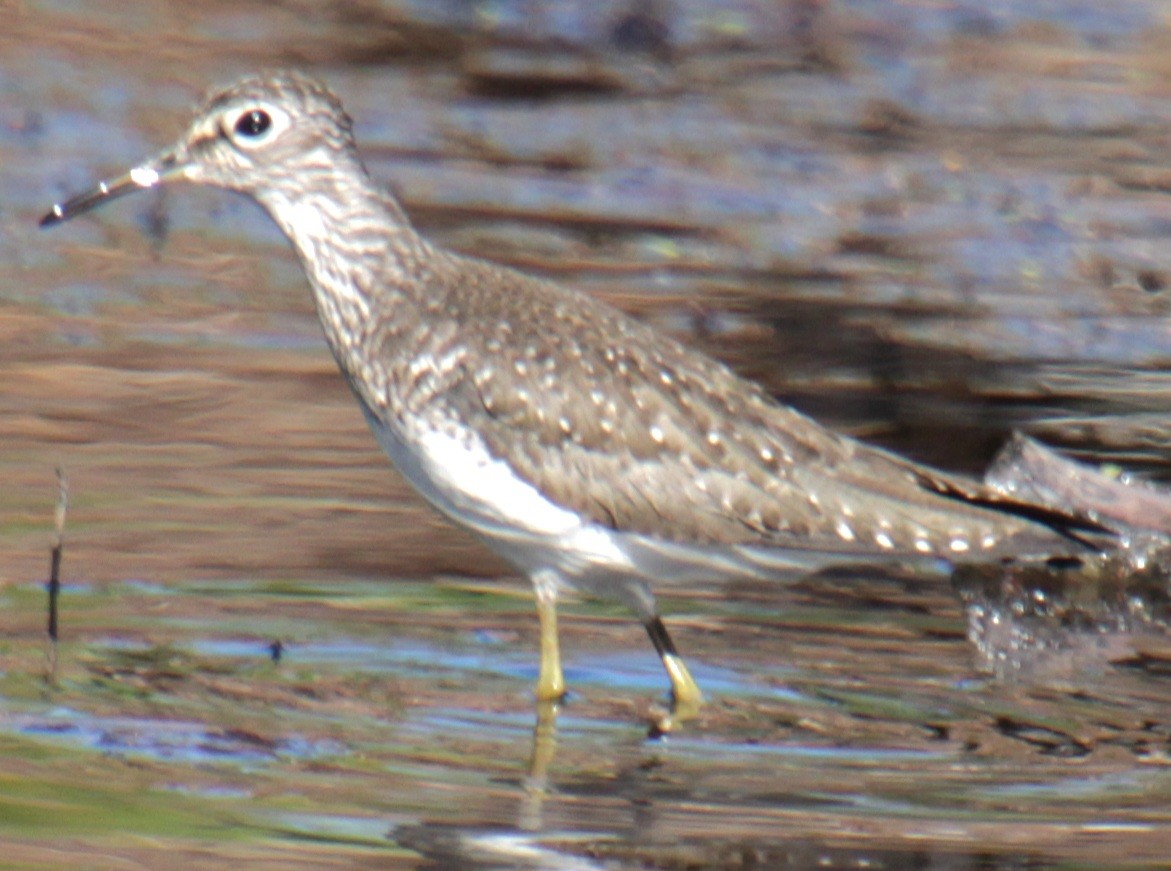 Solitary Sandpiper (solitaria) - ML618738680