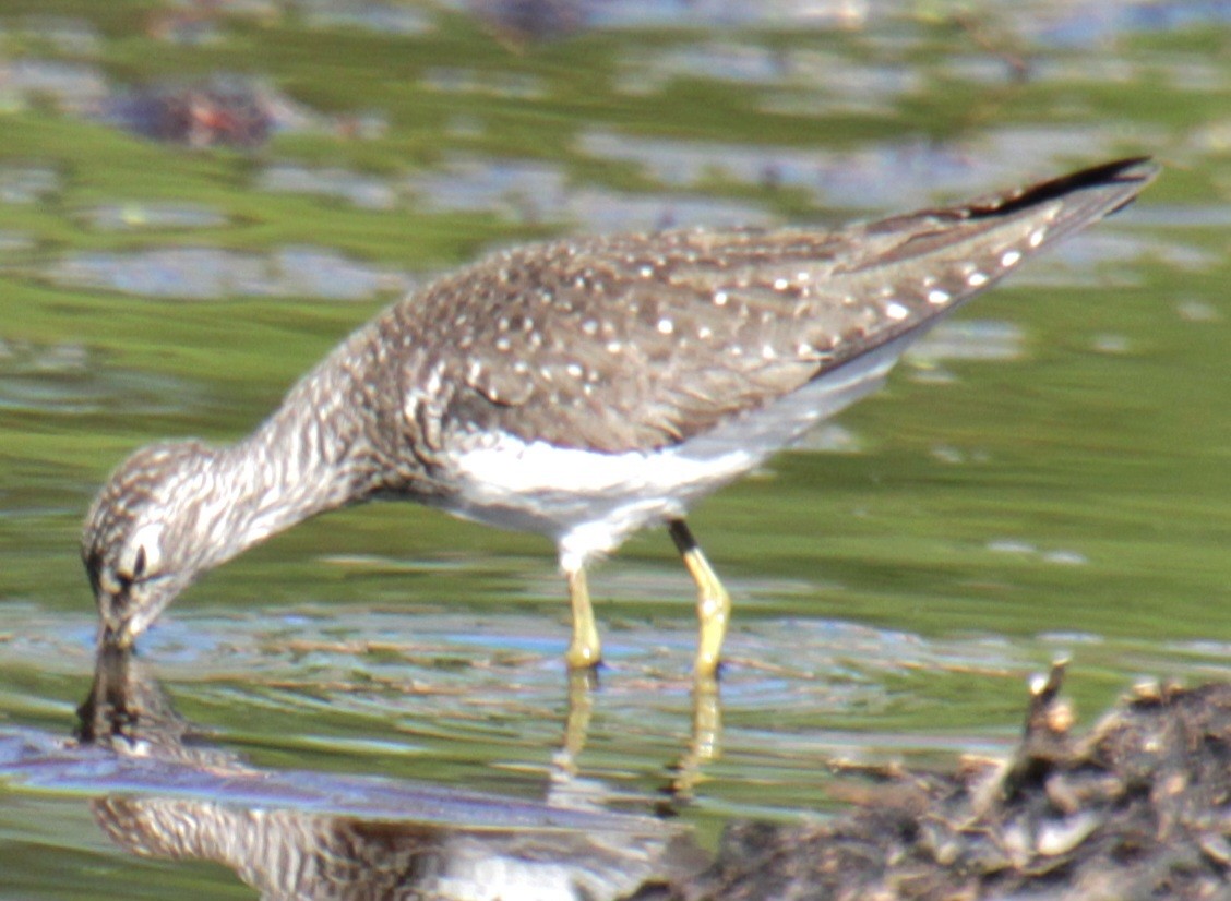 eremittsnipe (solitaria) - ML618738681