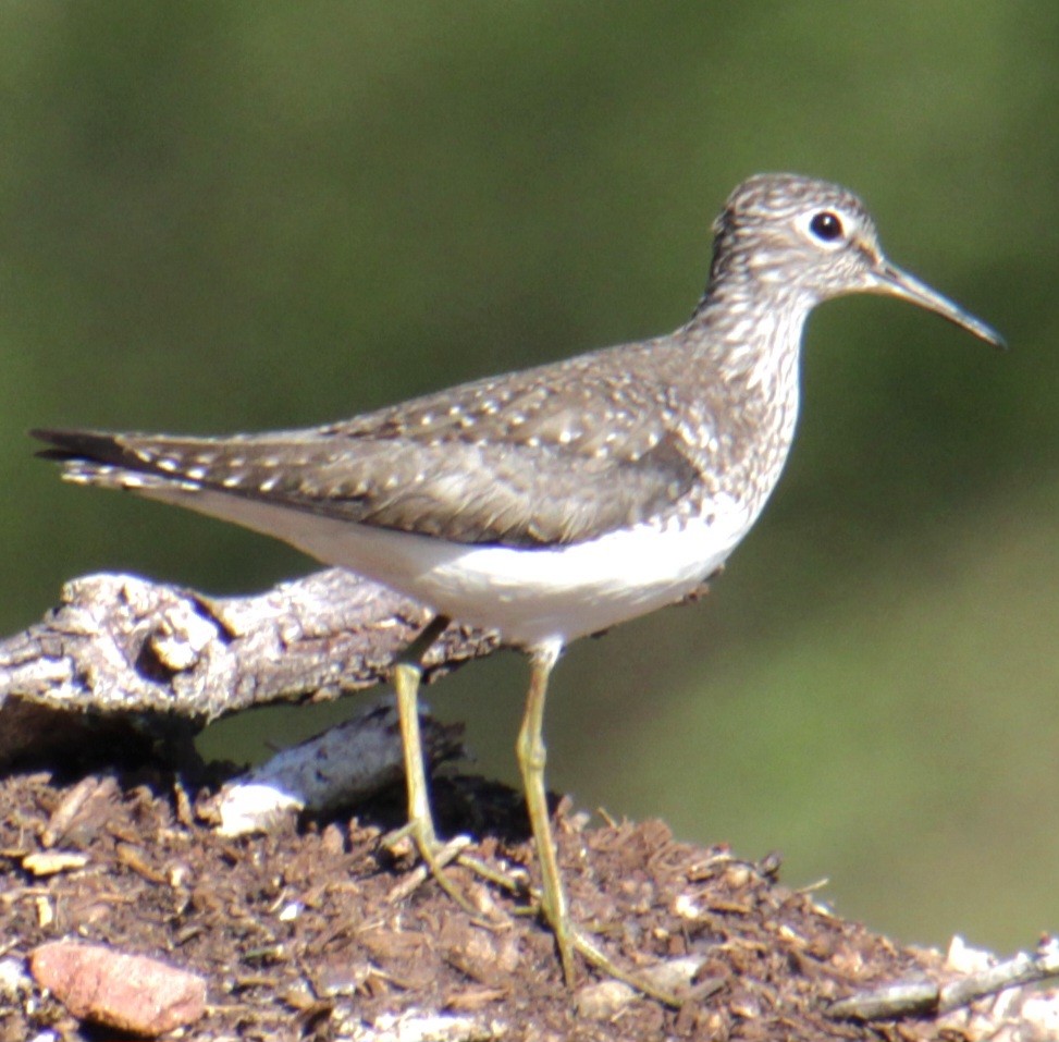 Solitary Sandpiper (solitaria) - Samuel Harris