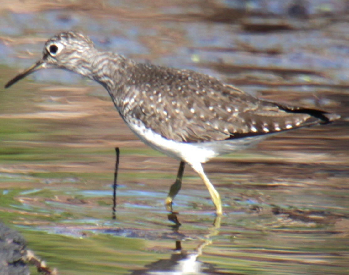 eremittsnipe (solitaria) - ML618738683