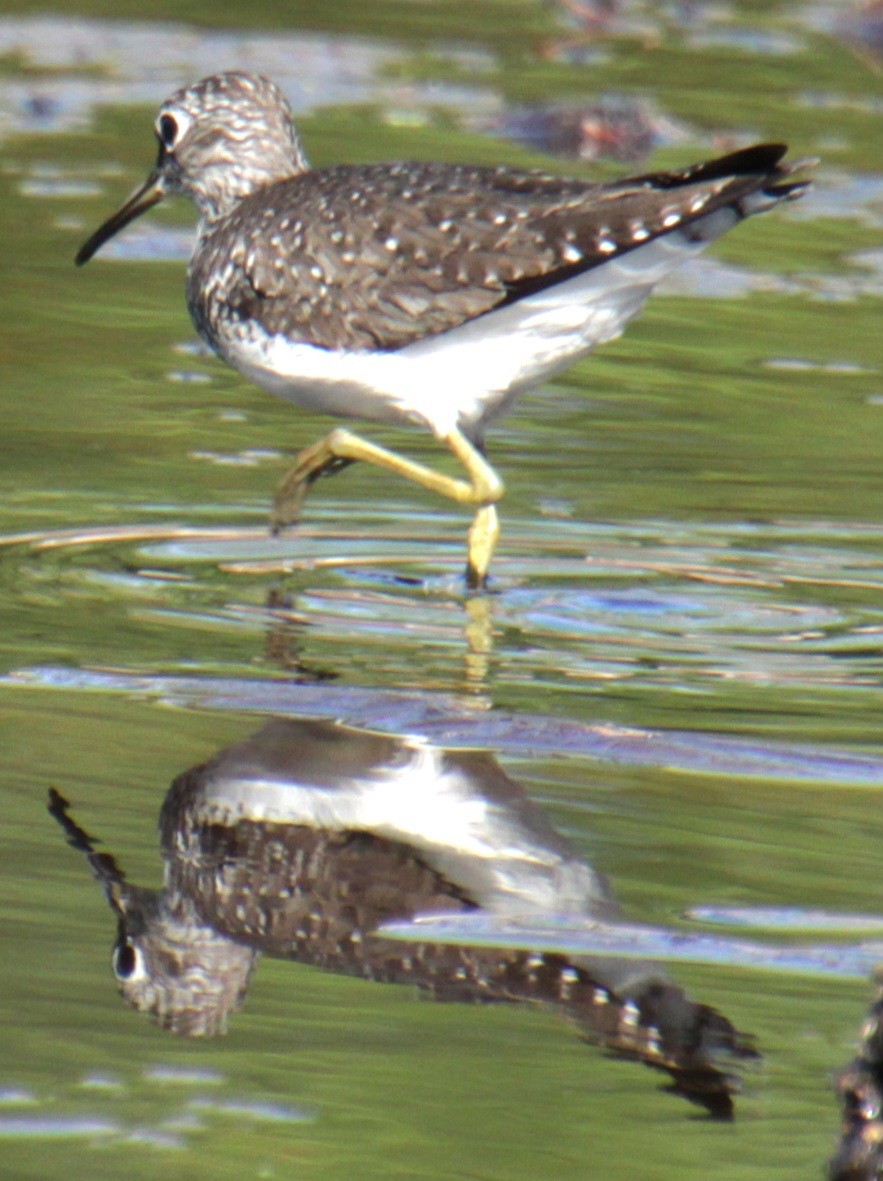 Solitary Sandpiper (solitaria) - ML618738684