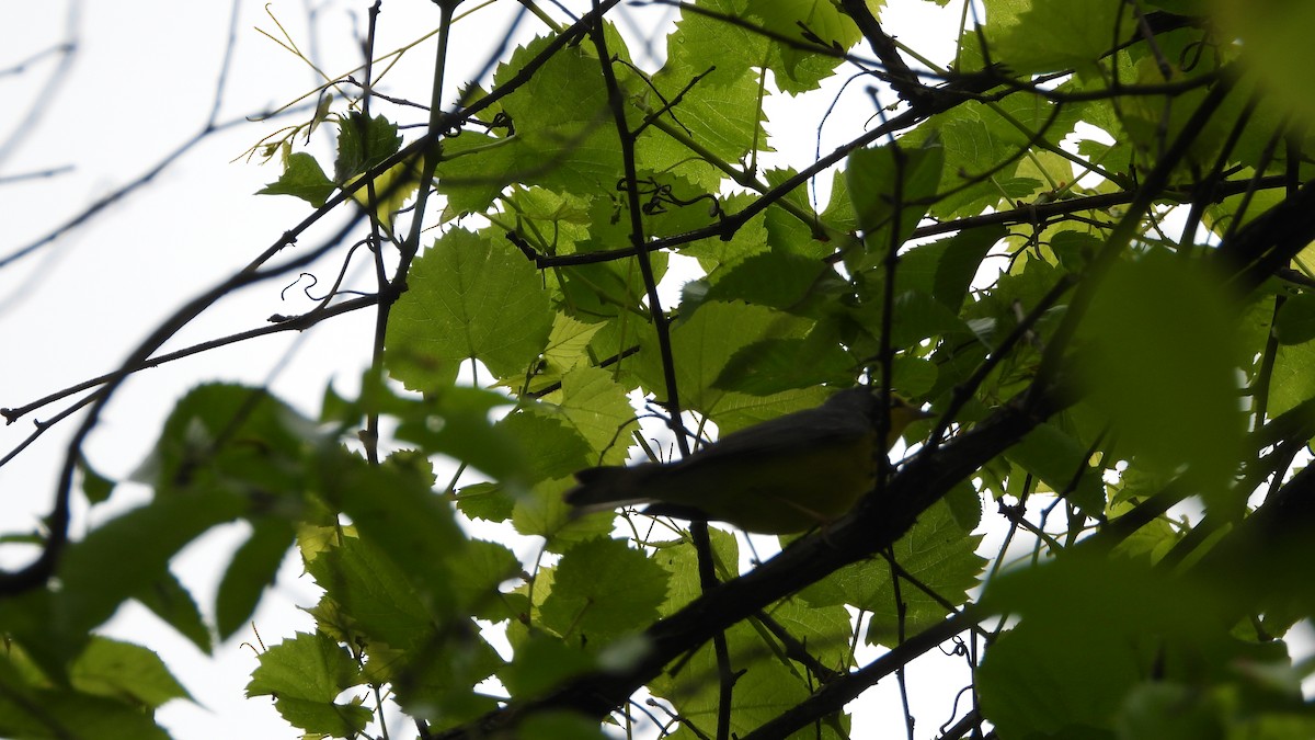 Canada Warbler - ML618738713