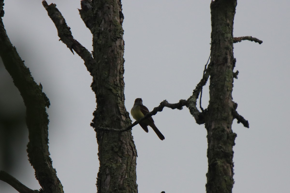 Great Crested Flycatcher - ML618738788