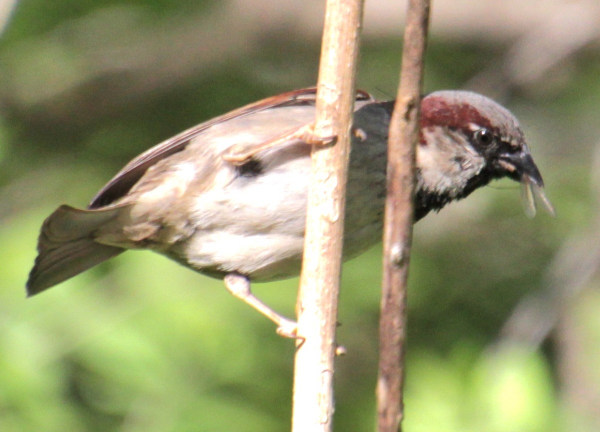 House Sparrow - ML618738790