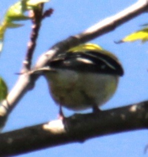 American Goldfinch - Samuel Harris