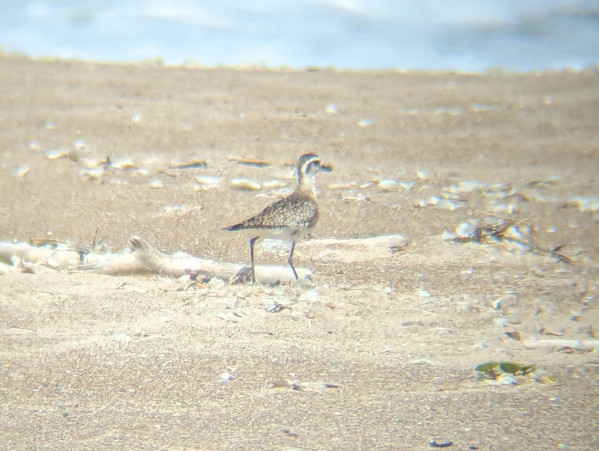 American Golden-Plover - Daniel Farrar