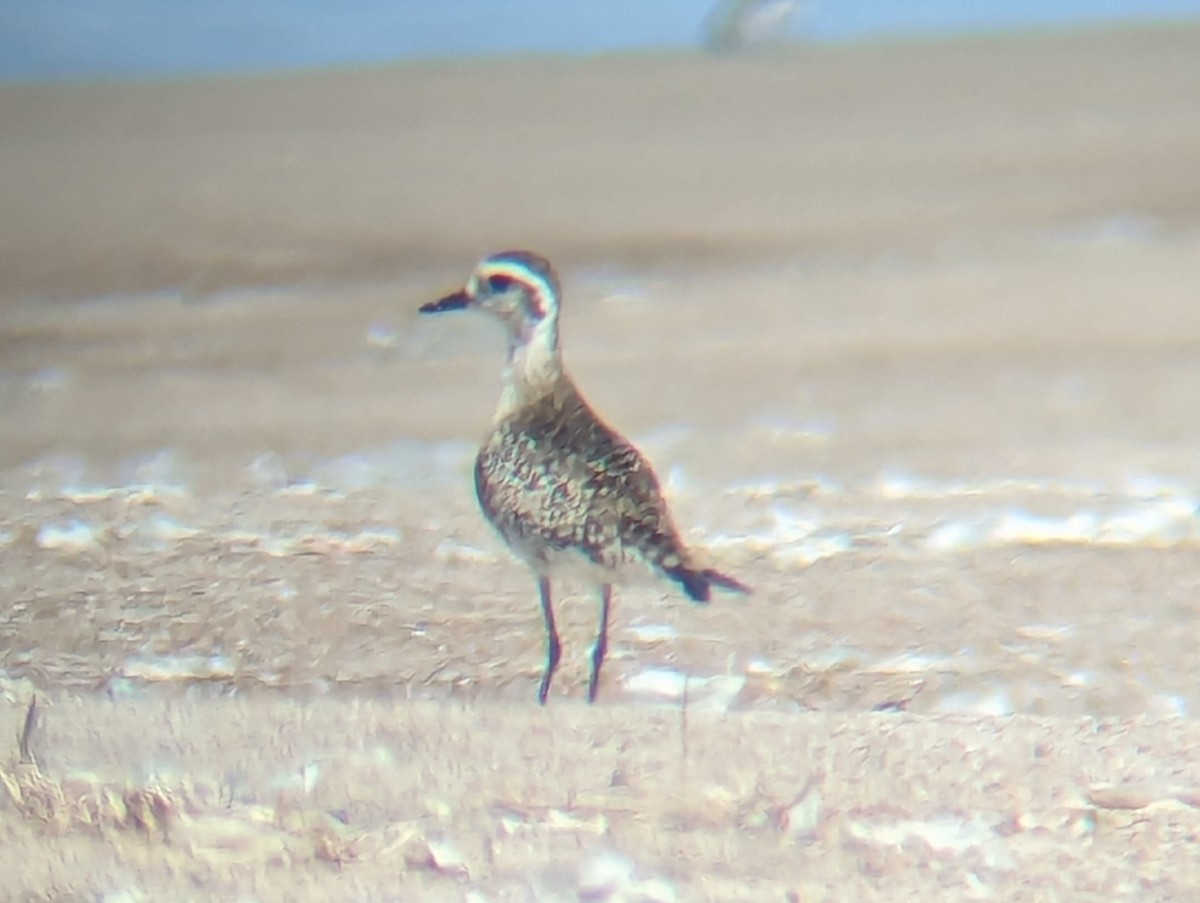 American Golden-Plover - Daniel Farrar