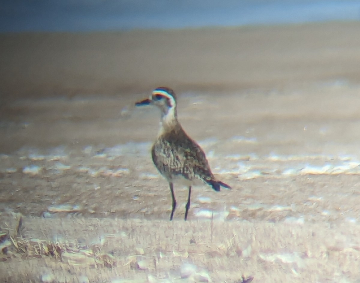 American Golden-Plover - Daniel Farrar