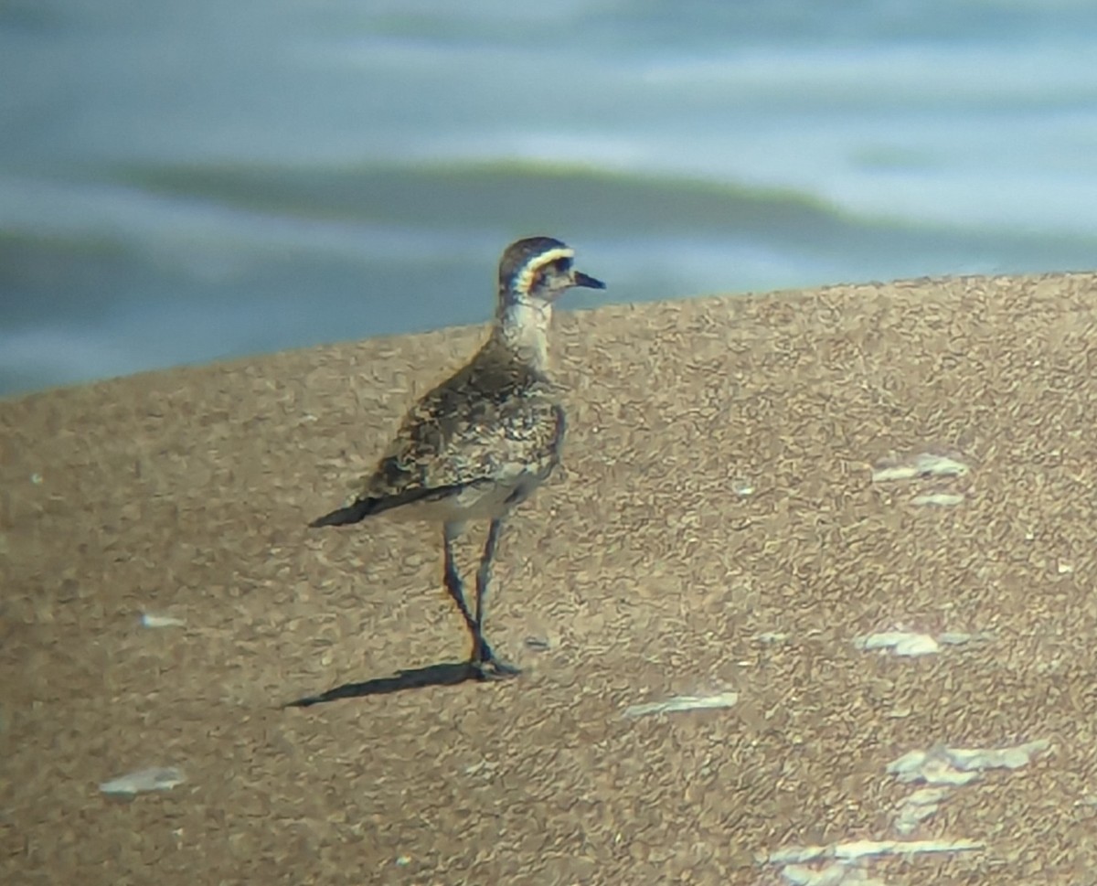 American Golden-Plover - Daniel Farrar