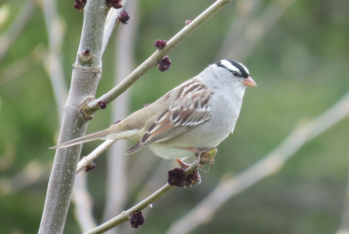 Bruant à couronne blanche - ML618738810