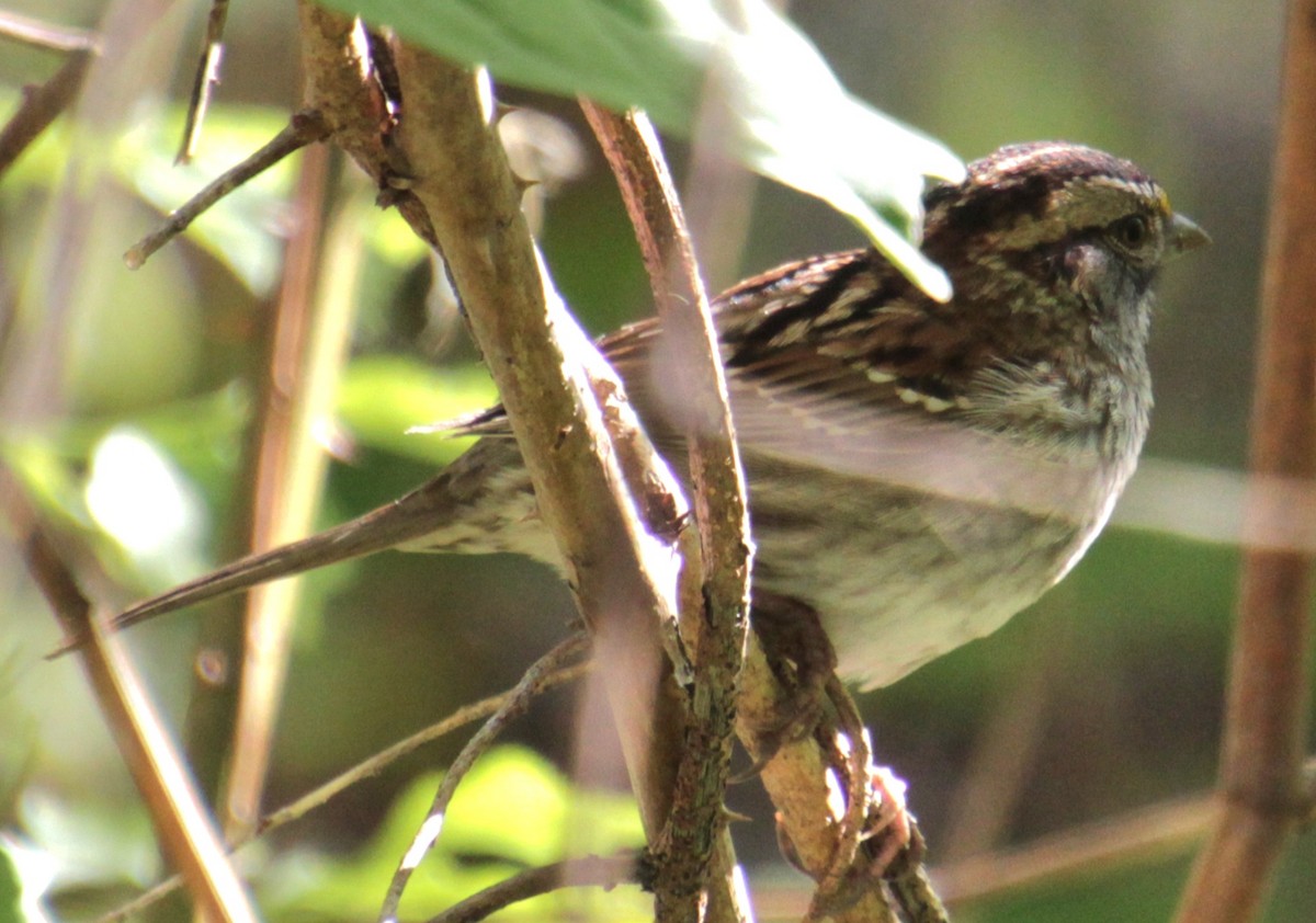White-throated Sparrow - Samuel Harris
