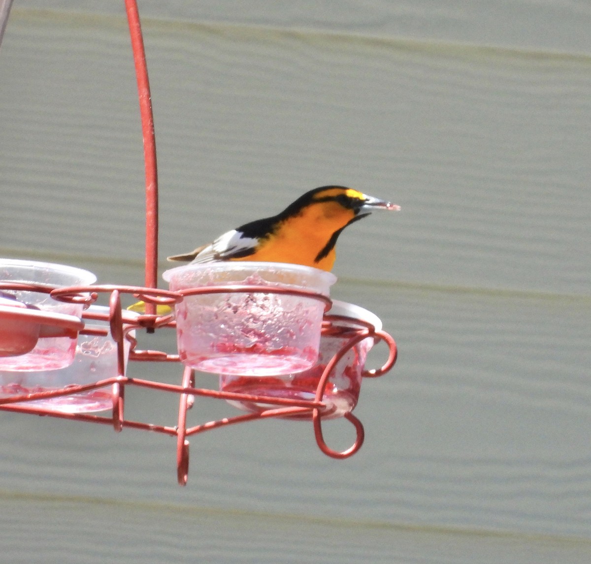 Bullock's Oriole - ML618738842