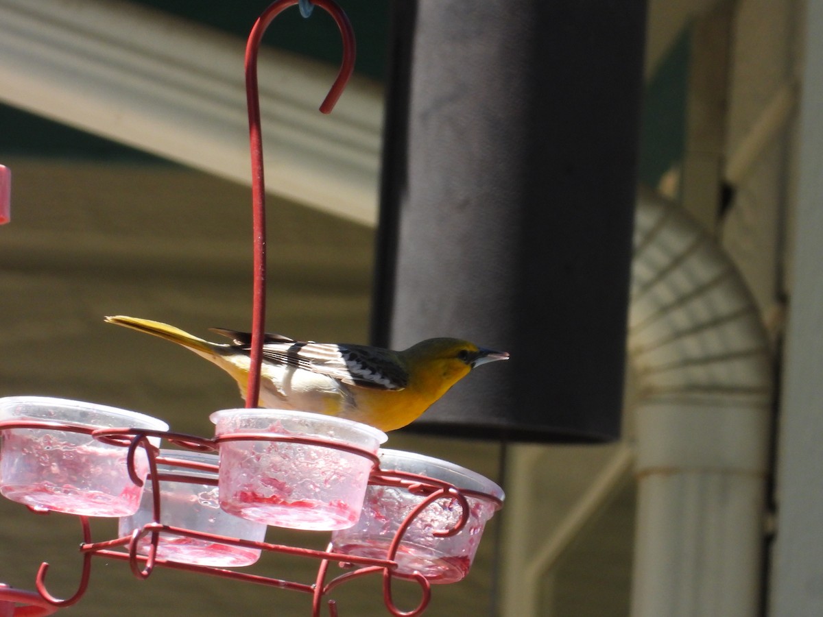 Bullock's Oriole - ML618738844