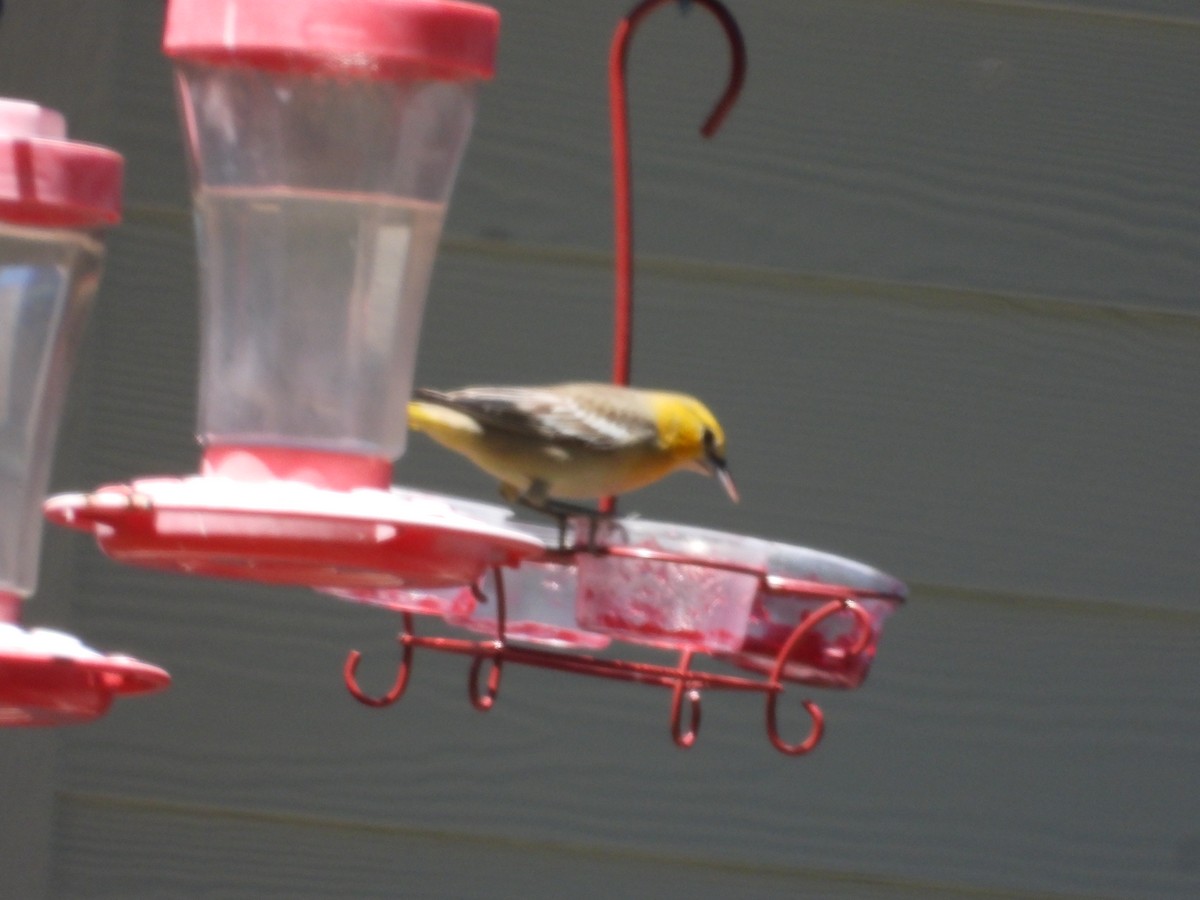 Bullock's Oriole - ML618738845