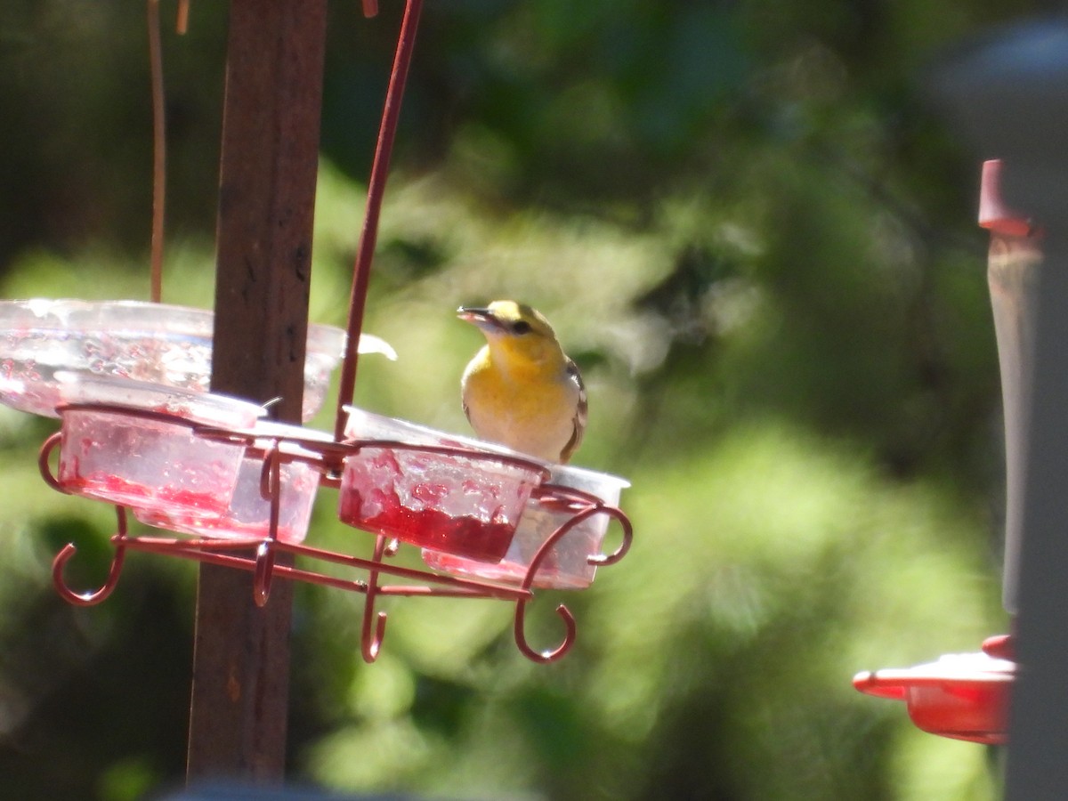 Bullock's Oriole - ML618738847