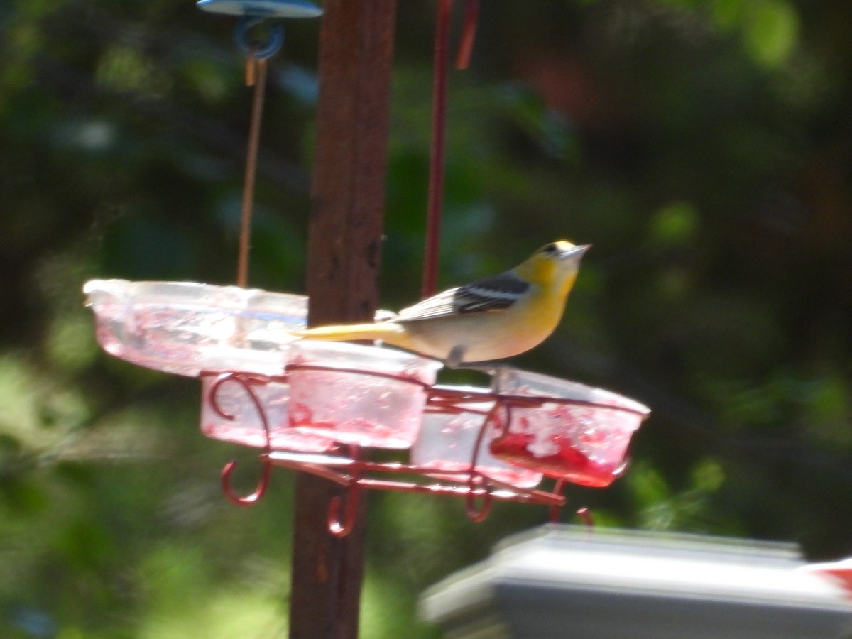 Bullock's Oriole - ML618738848