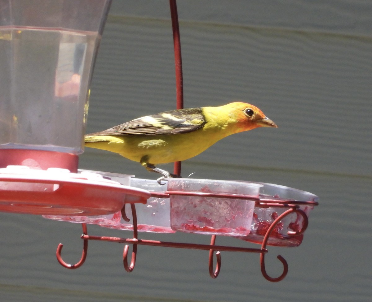 Western Tanager - ML618738923
