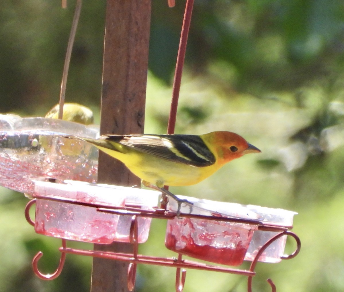 Western Tanager - ML618738924