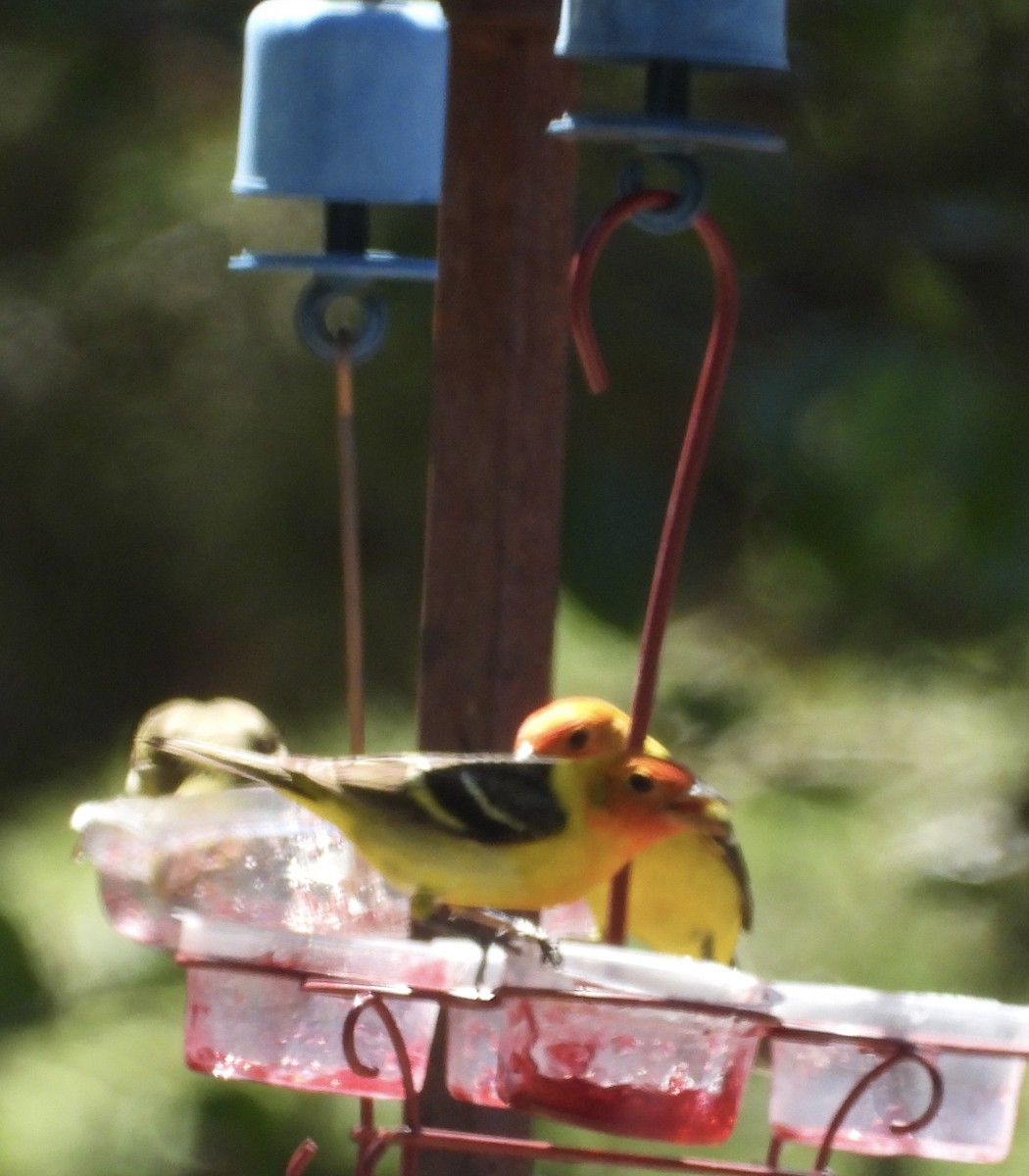 Western Tanager - ML618738925