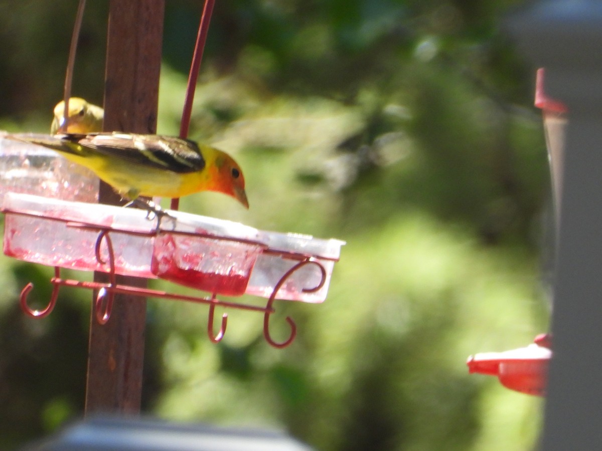 Western Tanager - ML618738927
