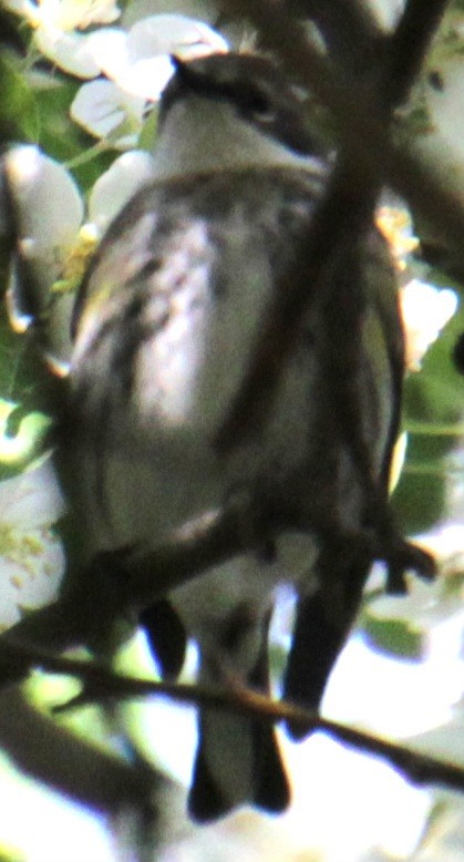 lesňáček žlutoskvrnný (ssp. coronata) - ML618738928