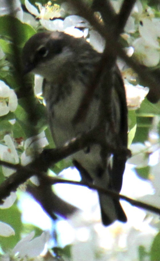 lesňáček žlutoskvrnný (ssp. coronata) - ML618738929