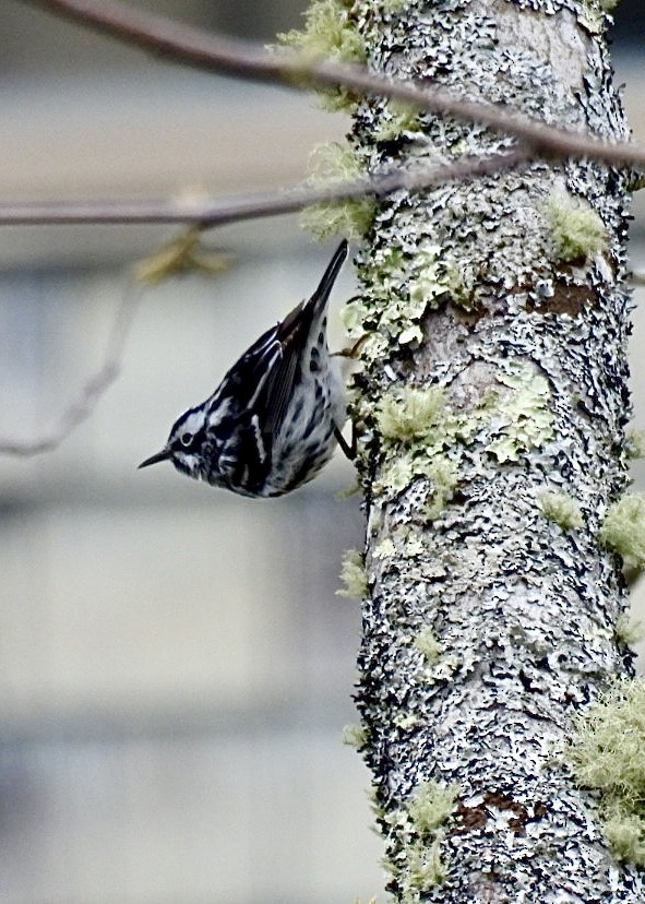 Black-and-white Warbler - ML618738936