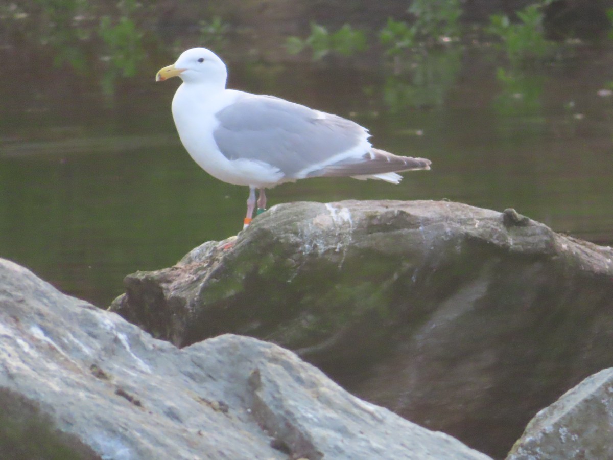 Gaviota de Bering - ML618738943