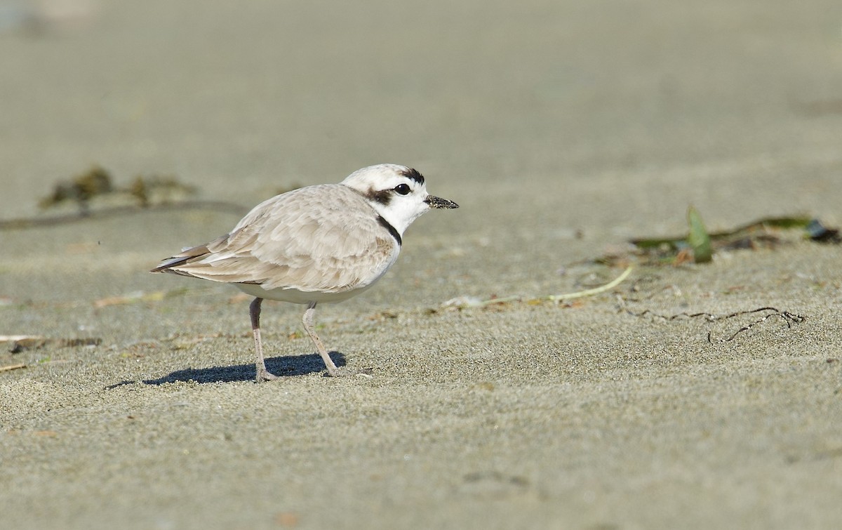 Snowy Plover - ML618738952