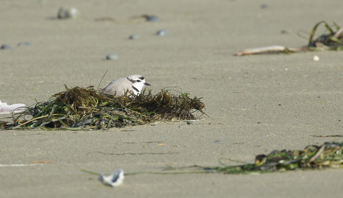 Snowy Plover - ML618738953