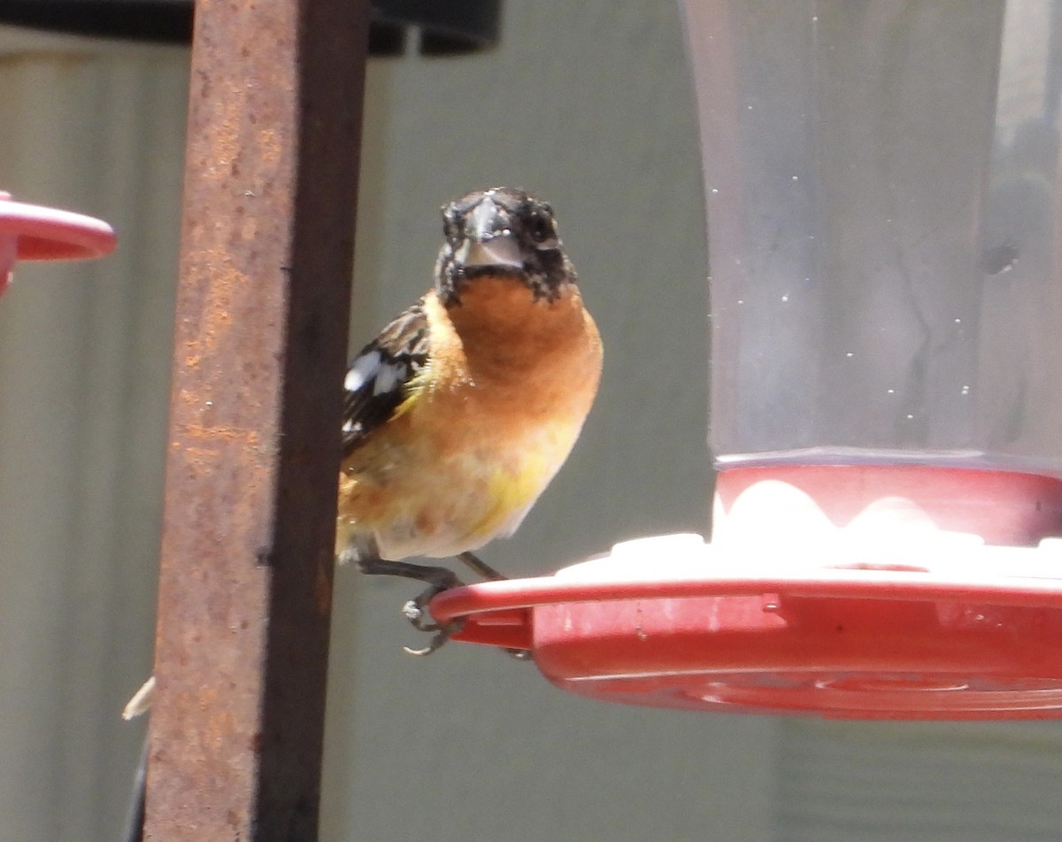 Black-headed Grosbeak - ML618738955