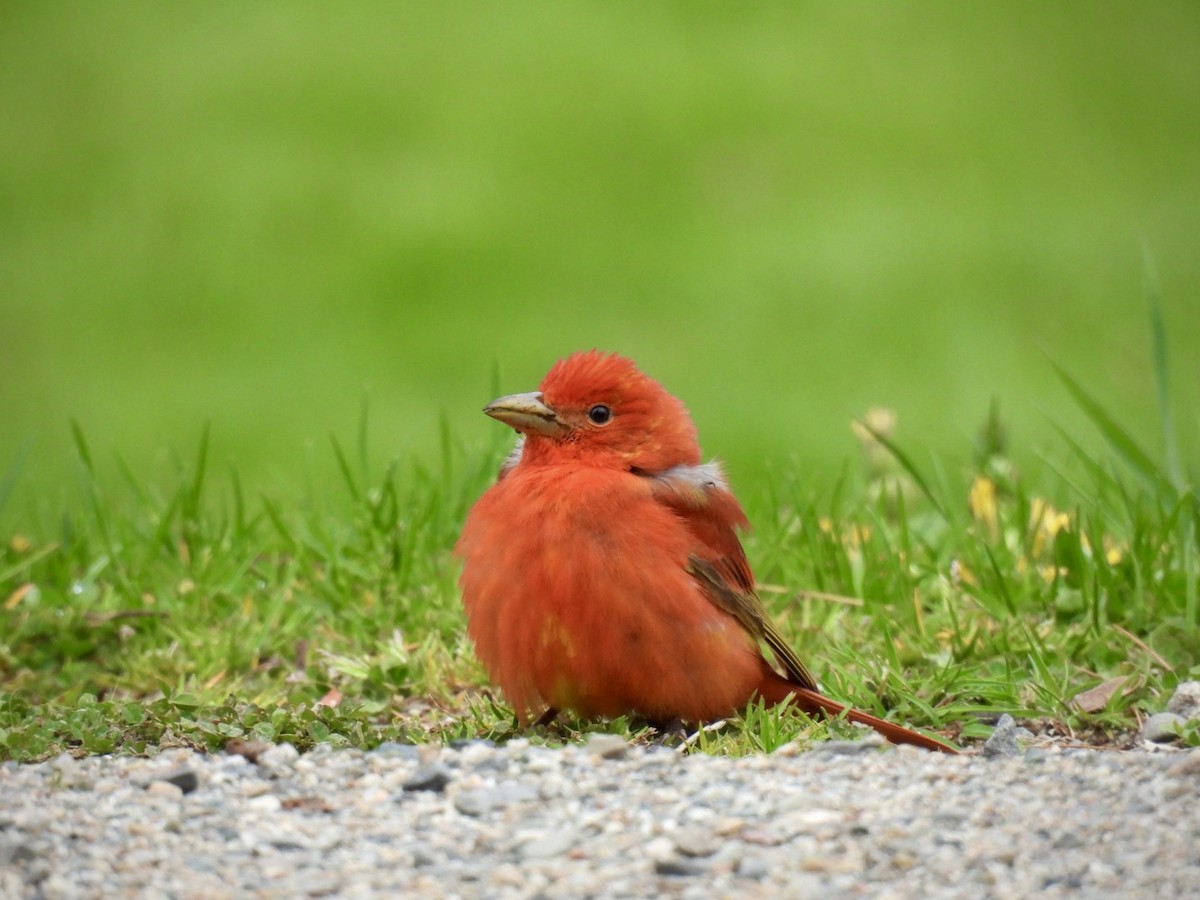 Summer Tanager - ML618738976