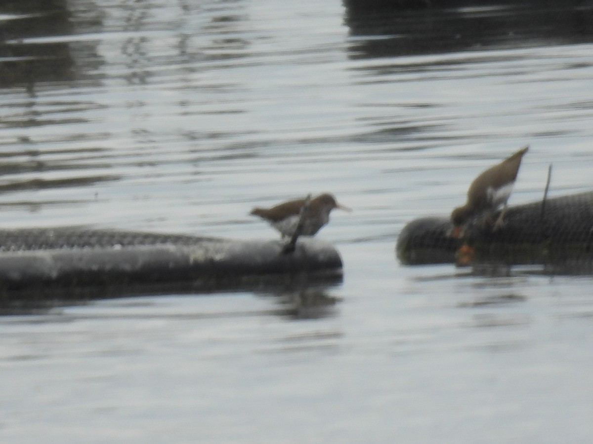 Spotted Sandpiper - ML618738982