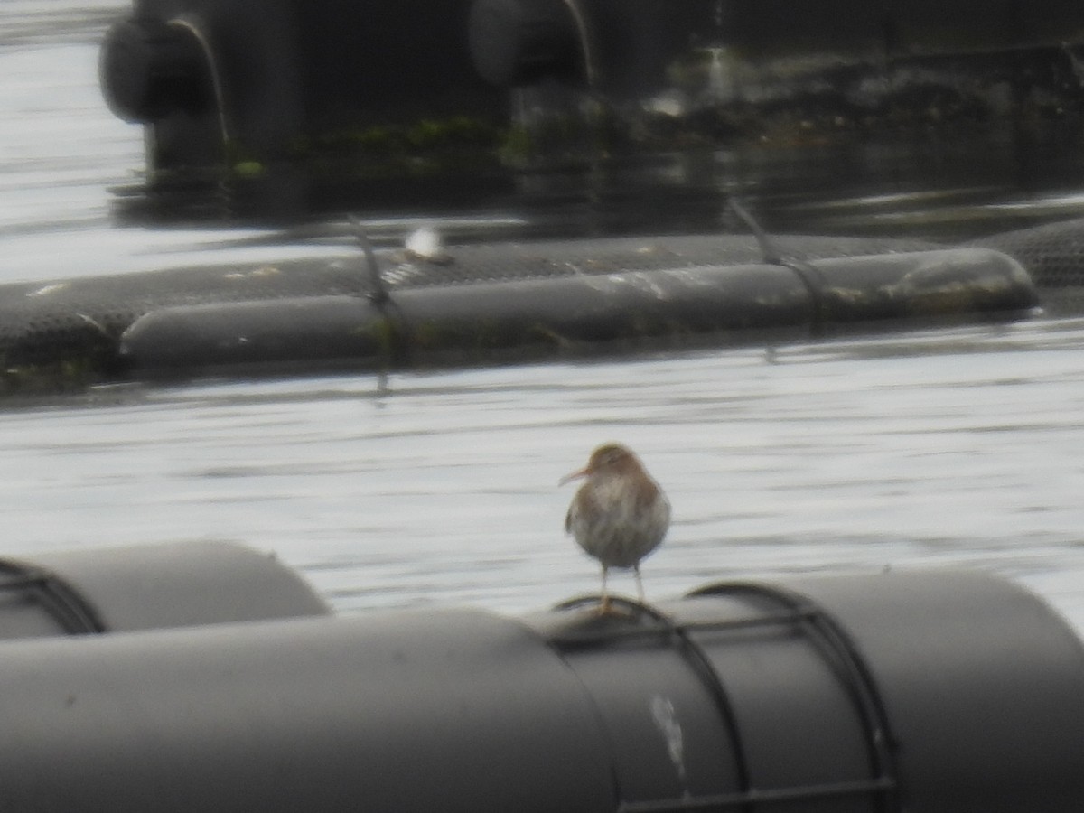 Spotted Sandpiper - ML618738983