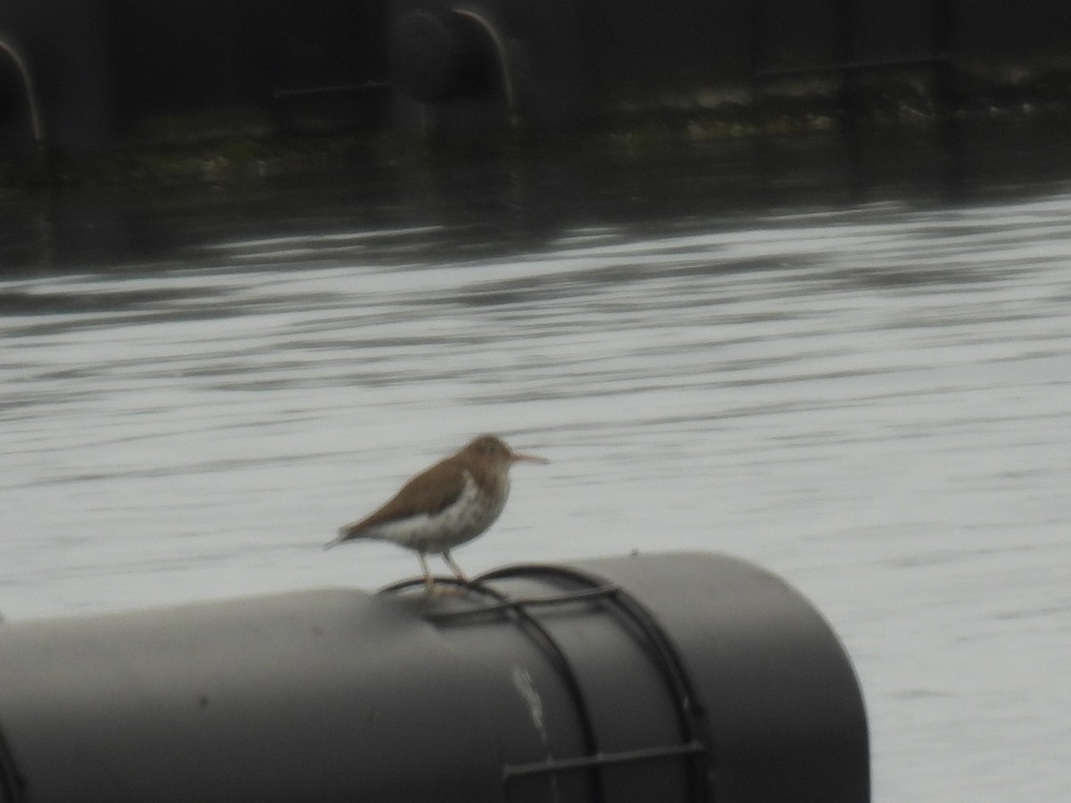 Spotted Sandpiper - ML618738984