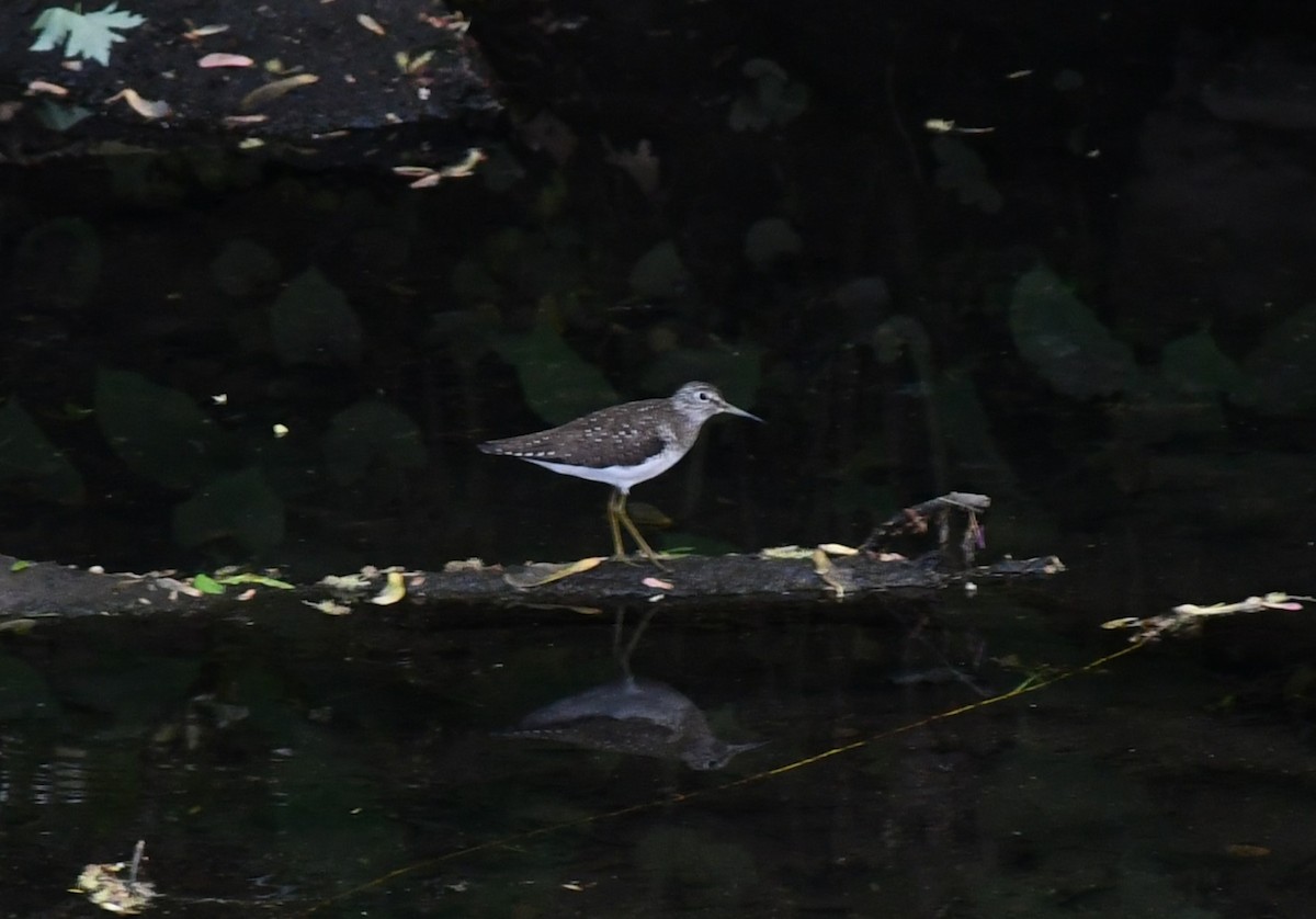 Solitary Sandpiper - ML618738986