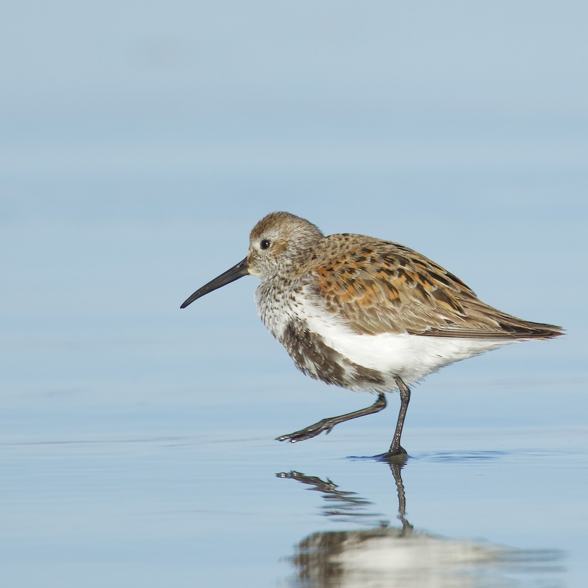 Dunlin - Nicole Beaulac